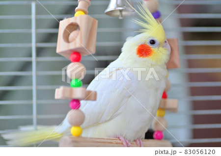 ブランコに乗るオカメインコ ブランコに乗るオカメインコ 83056120