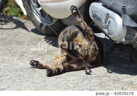 くつろぐ猫（広島県尾道市） 83056279