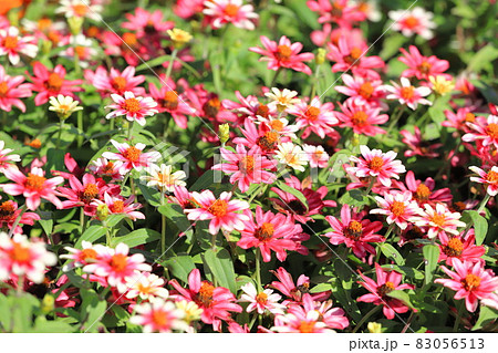 きれいな百日草の花　 83056513