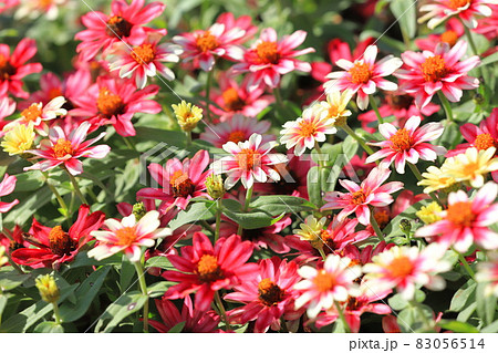 きれいな百日草の花 きれいな百日草の花 83056514