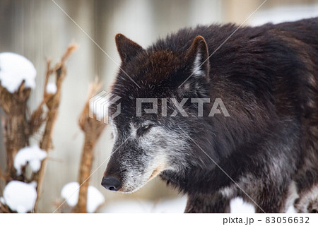 狼 威厳と品格 狼 威厳と品格 83056632