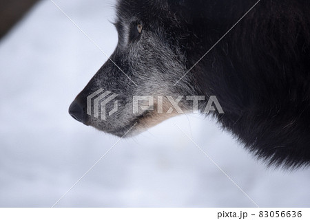 狼　威厳と品格　 83056636