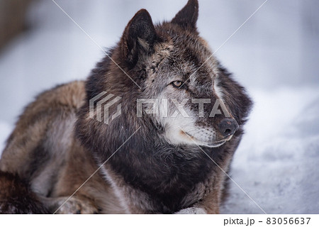 狼 威厳と品格 狼 威厳と品格 83056637