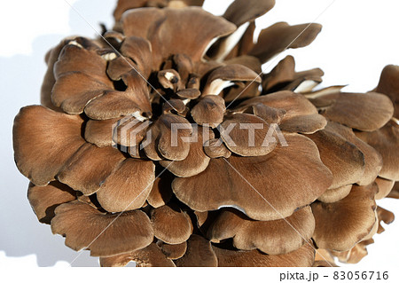 きのこ（黒舞茸） 83056716