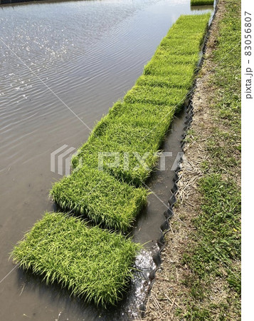 水田に田植えを待つ苗 水田に田植えを待つ苗 83056807