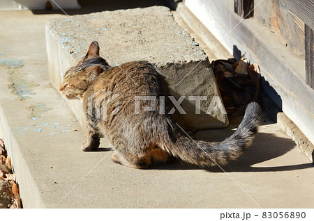 日向ぼっこをするネコ（埼玉県深谷市） 83056890