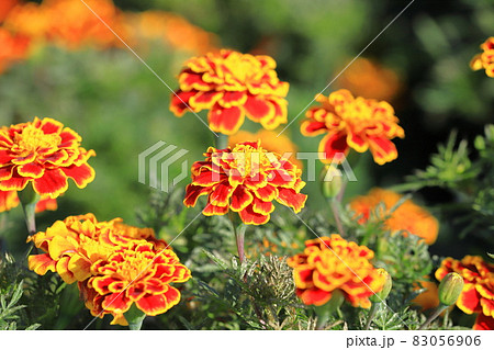 混色のマリーゴールド 83056906