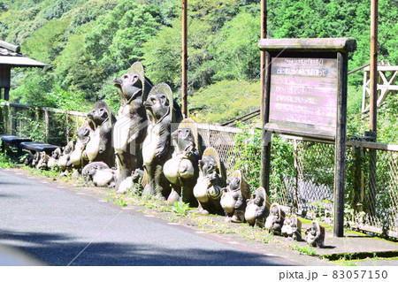 【京都】嵯峨野トロッコ列車とたぬき 83057150