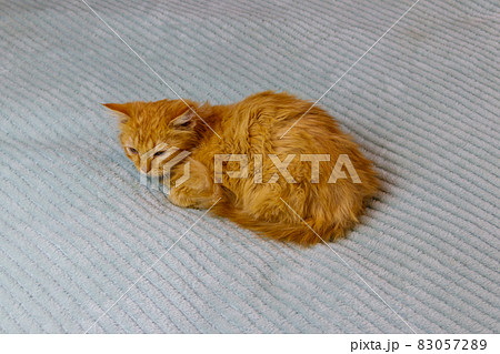Ginger cat on a bed at home 83057289