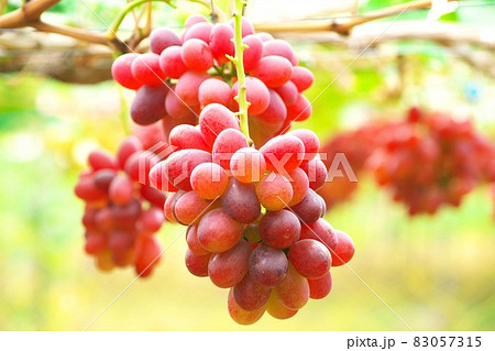 晩秋に煙る完熟のブドウ 晩秋に煙る完熟のブドウ 83057315