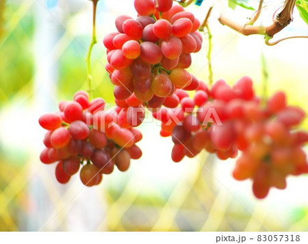 晩秋に煙る完熟のブドウ 晩秋に煙る完熟のブドウ 83057318