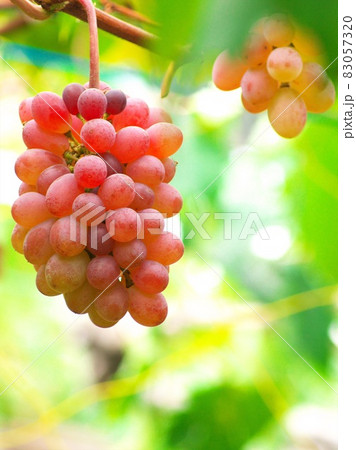 晩秋に煙る完熟のブドウ 晩秋に煙る完熟のブドウ 83057320