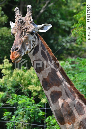 到津の森公園「アミメキリン」 到津の森公園「アミメキリン」 83057340