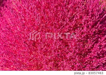 猪苗代ハーブ園のコキア 83057463