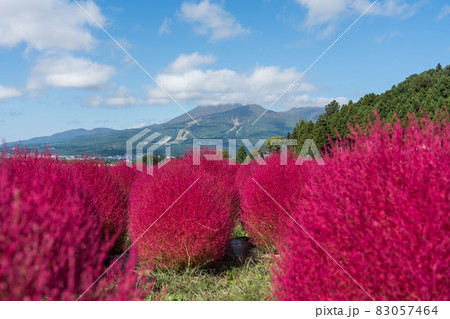 猪苗代ハーブ園のコキア 83057464