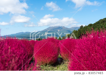 猪苗代ハーブ園のコキア 83057465