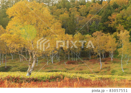 志賀高原　田ノ原湿原の紅葉 83057551