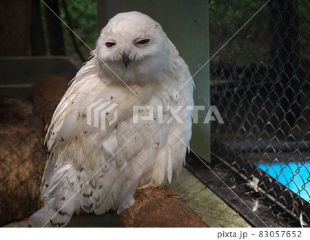 動物園のシロフクロウ 83057652