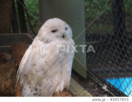 動物園のシロフクロウ 動物園のシロフクロウ 83057653