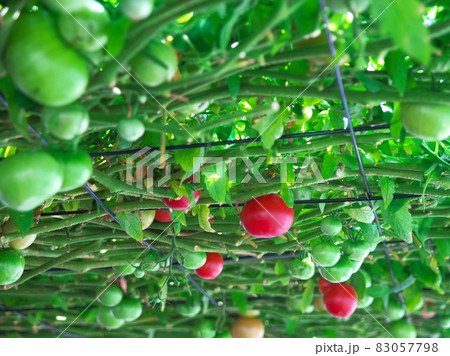 えこりん村のとまとの森 83057798