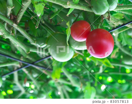 えこりん村のとまとの森 83057813