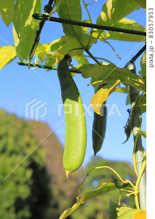 大きく育った鉈豆(ナタマメ) 大きく育った鉈豆(ナタマメ) 83057953