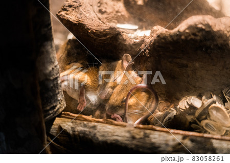 アクアマリンいなわしろカワセミ水族館のアカネズミ アクアマリンいなわしろカワセミ水族館のアカネズミ 83058261