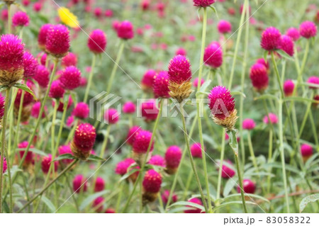 玉のような花 83058322