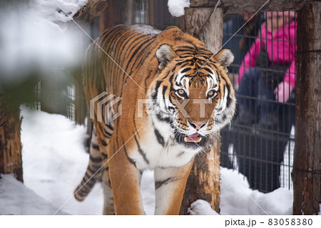 威風堂々 威風堂々 83058380