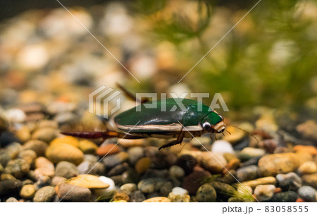 アクアマリンいなわしろカワセミ水族館のゲンゴロウ 83058555