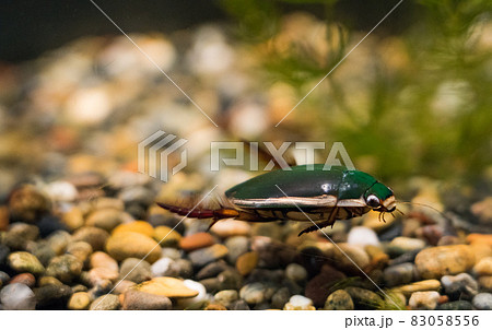 アクアマリンいなわしろカワセミ水族館のゲンゴロウ アクアマリンいなわしろカワセミ水族館のゲンゴロウ 83058556