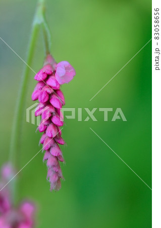 タデ(オオケタデ) タデ(オオケタデ) 83058656