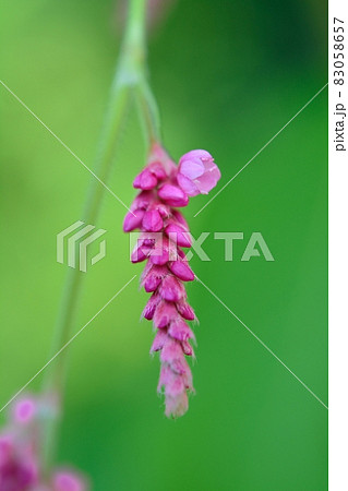 タデ(オオケタデ) タデ(オオケタデ) 83058657