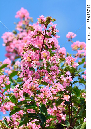 サルスベリの花 83058717