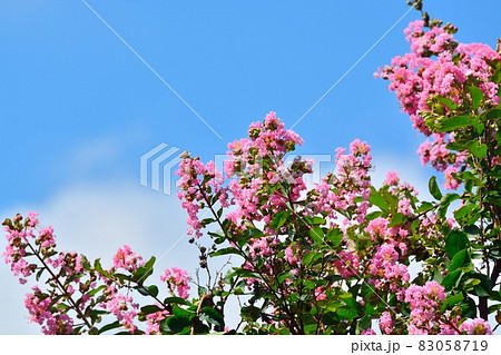 サルスベリの花 83058719