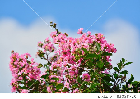 サルスベリの花 83058720