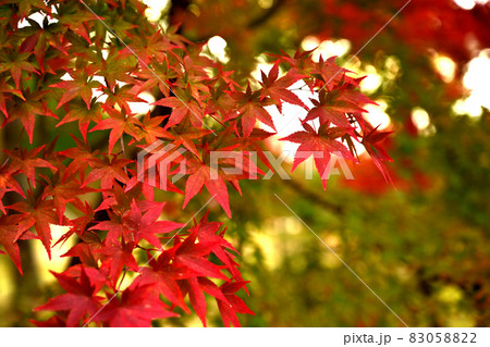 とても綺麗な「もみじ」【高画質※紅葉画像の決定版】 83058822