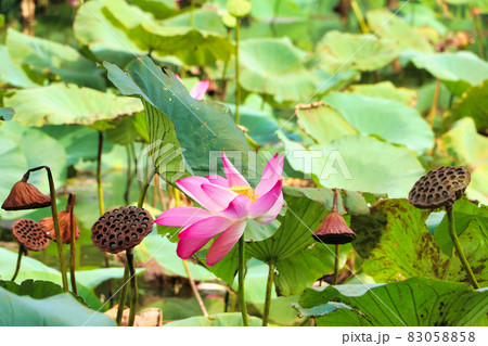 宇佐神宮の蓮の花 83058858