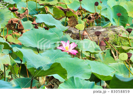 宇佐神宮の蓮の花 83058859