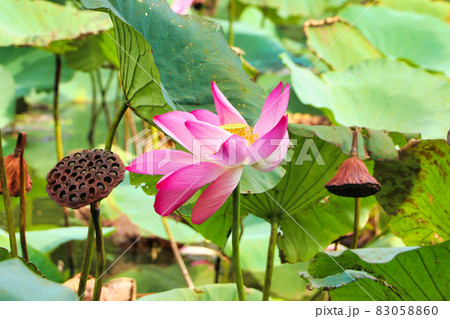宇佐神宮の蓮の花 83058860