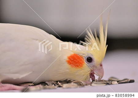 ヒマワリの種を食べるオカメインコ ヒマワリの種を食べるオカメインコ 83058994