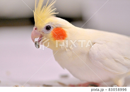 ヒマワリの種を食べるオカメインコ 83058996