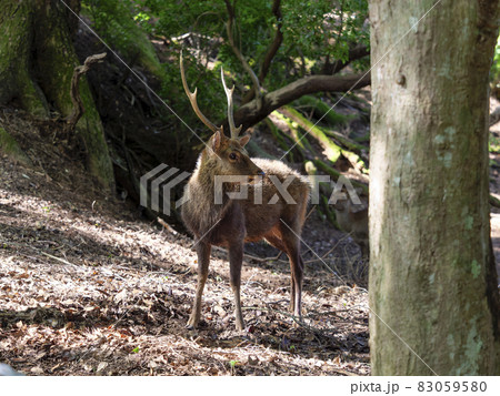 奈良公園の雄鹿 奈良公園の雄鹿 83059580