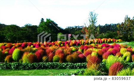 赤く染まったコキア 83059637