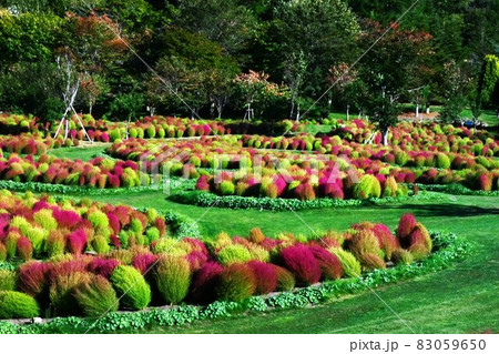 赤く染まったコキア 83059650