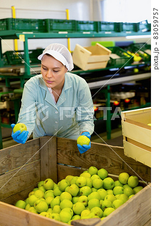 Young woman working at fruit warehouse, checking apples in boxes before storage or delivery to stores Young woman working at fruit warehouse, checking apples in boxes before storage or delivery to stores 83059757