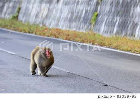 志賀高原一沼付近の野猿 志賀高原一沼付近の野猿 83059795