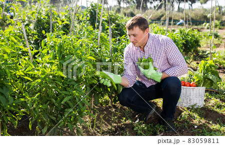 Positive man harvests bell peppers in the garden 83059811