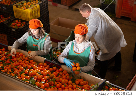 Group of workers sorting ripe mandarins Group of workers sorting ripe mandarins 83059812