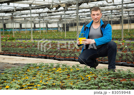 Farmer checking tomato seedlings Farmer checking tomato seedlings 83059948